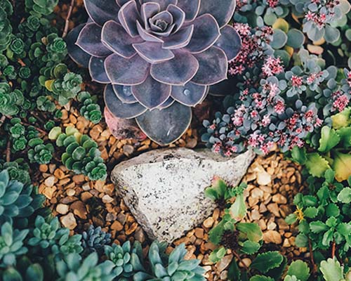 2017 Landscape Trends